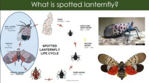 Spotted lanternfly