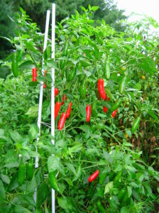 Serrano Chili Pepper Plant