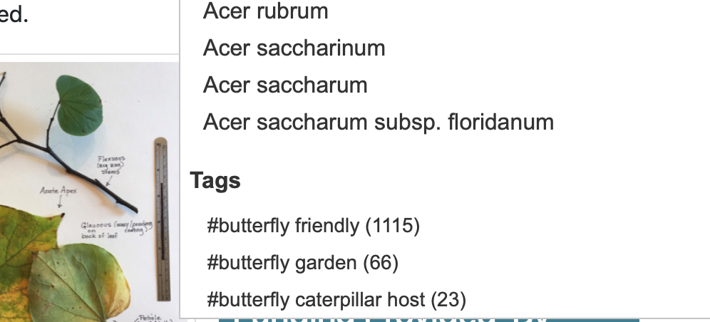 The bottom of the drop-down menu showing "butterfly friendly," "butterfly garden" and "butterfly caterpillar host."