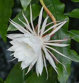 A white flower with long thin petals.