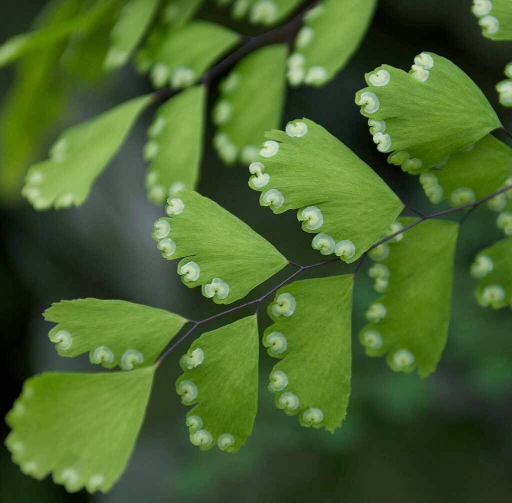 Green leaves with white tips.