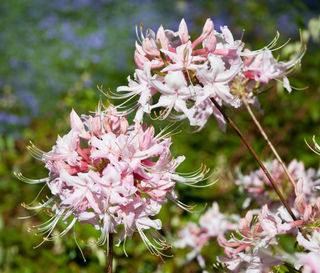 pink and white flowers