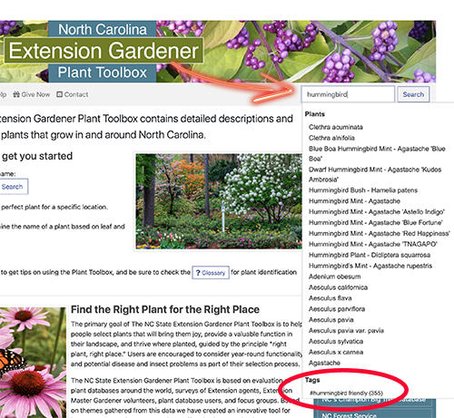 Screenshot shows that when the name of the pollinator into the Search box, a drop-down menu appears with the tag listed.