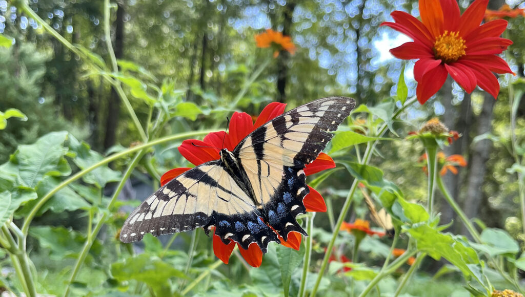 Swallowtail butterfly on bright orange Tithonia