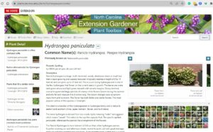 Screenshot of Hydrangea profile page in Plants.ces.ncsu.edu