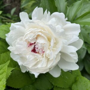 Whilte fully double peony flower with pink blush center.