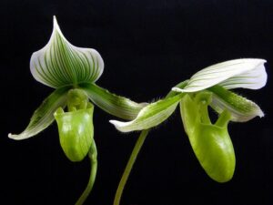 Two green-and-white slipper orchid flowers against a black background