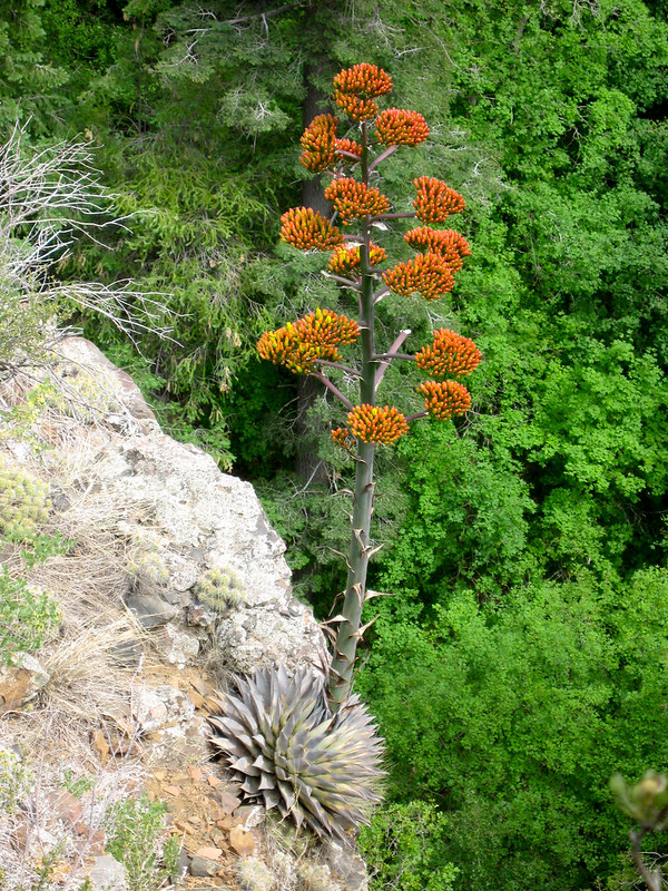 Photo of an Agave perched on a cliff and putting out a large inflorescence of orange flowers.