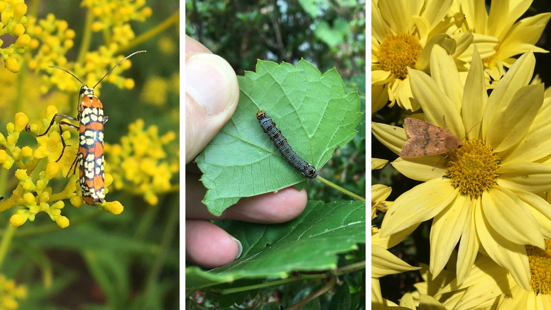 3 images. Left and right show adult moths on flowers; center image shows caterpillar on leaf.