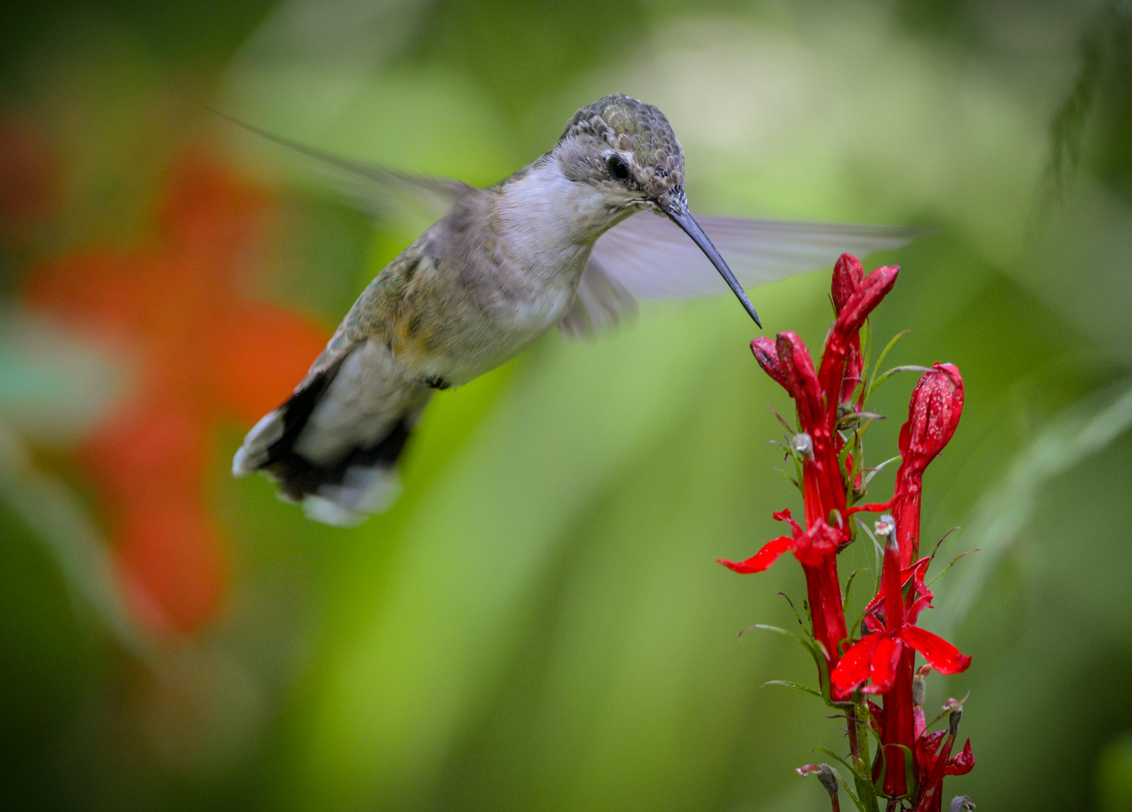A hummingbird visits the flowers of Lobelia cardinalis.