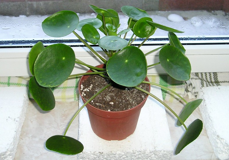 Potted plant with round, peltate leaves