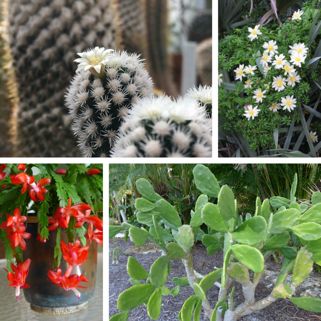 A plate of 4 photos showing different cacti.