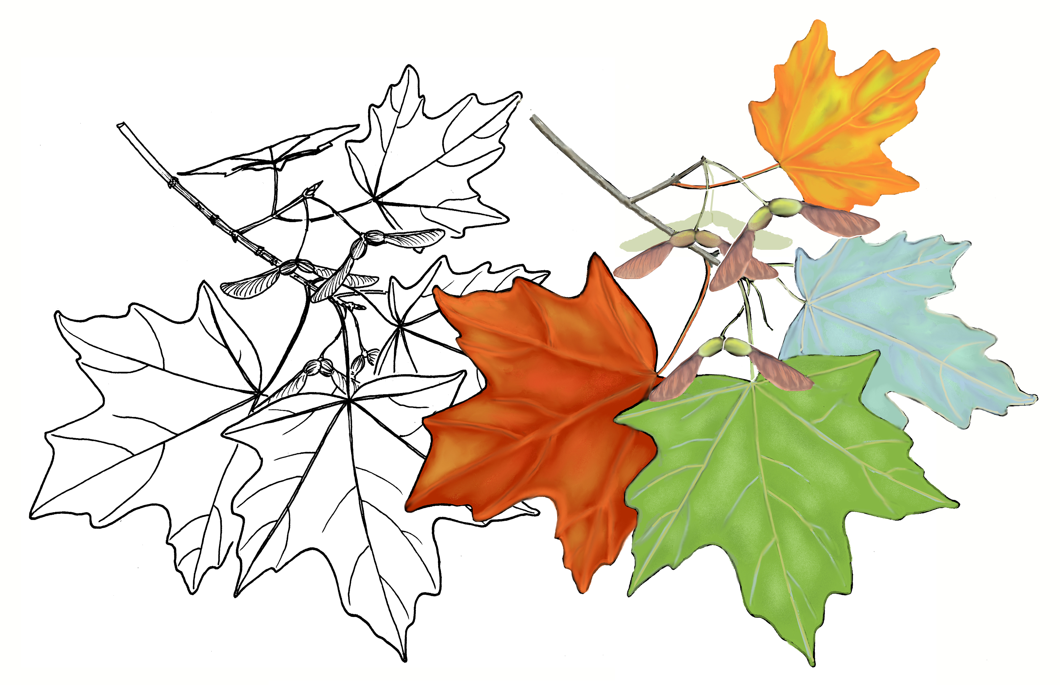 A colored line drawing of maple leaves showing green and fall colors and pale underside.