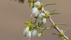 Erica × darleyensis crop