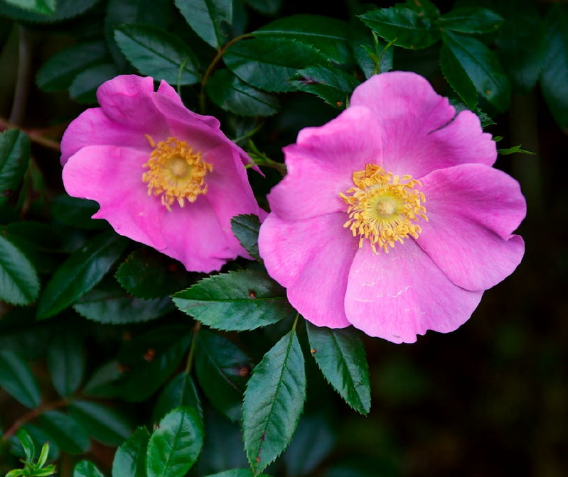 A pair of single pink roses surrounded by foliage.