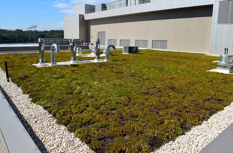 A green roof planted with low-growing plants.
